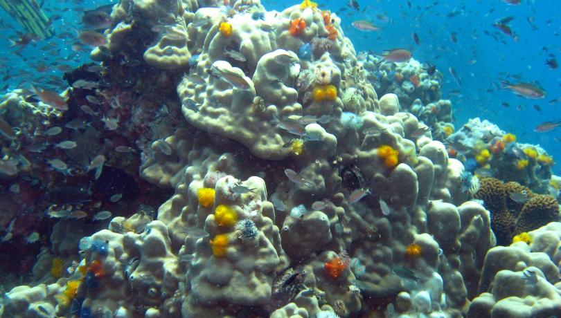 Modelos actuales subestiman el efecto de eventos climáticos extremos