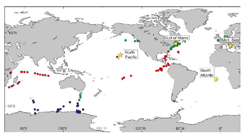 Un estudio publicado en PNAS revela que las bacterias han reducido su genoma para adaptarse al medio oceánico