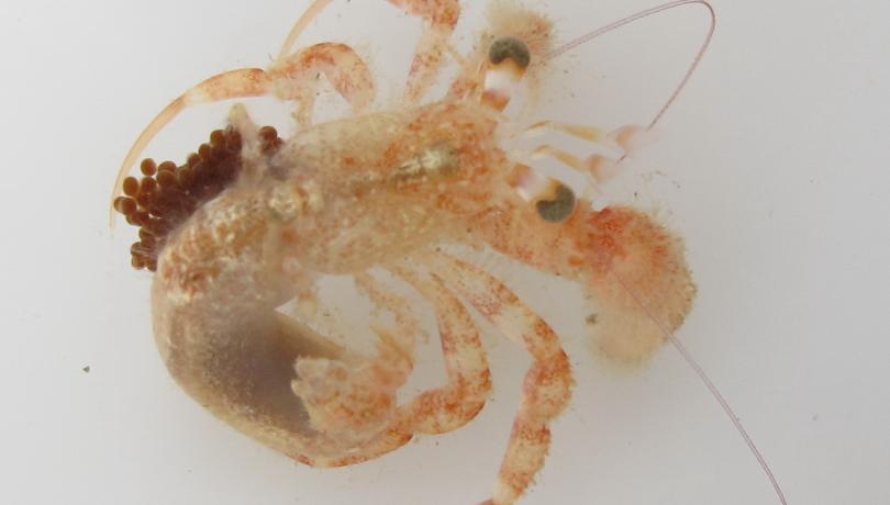 Pagurus mbizi, a tropical Atlantic African hermit crab, now in the Mediterranean
