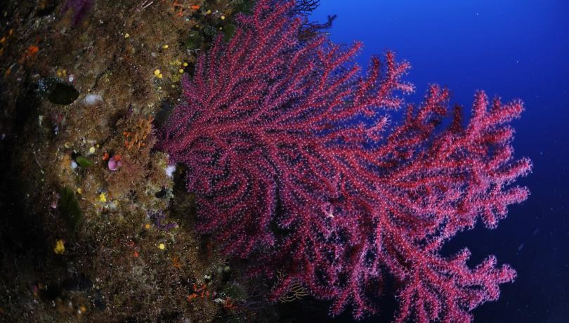 A new study looks at how tohow to improve the conservation of biodiversity in protected areas