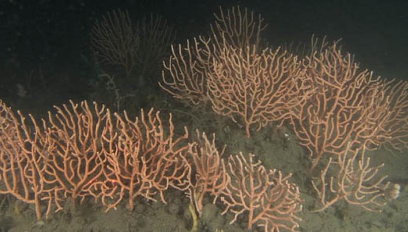 Gorgonias en lecho marino, en el Mediterráneo (ICM-CSIC).