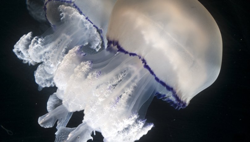 Rhizostoma pulmo, la especie de medusa más grande de la costa catalana | Eduardo Obis
