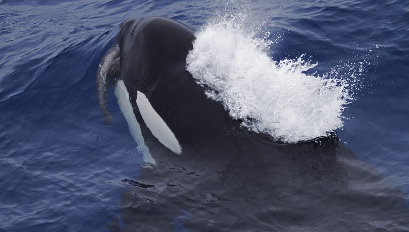 Orca subantártica (Paul Tixier / Deakin University)