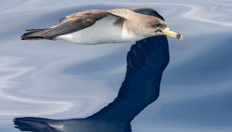 Estudian la posible mortalidad por artes de pesca en juveniles de aves marinas