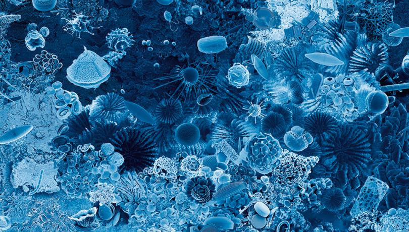 El Institut de Ciències del Mar inaugura la exposición Bosc Ancestral
