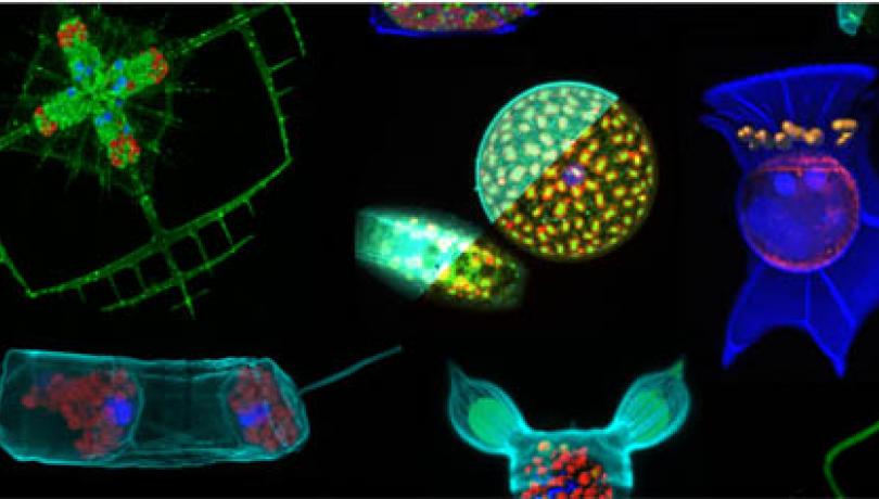 Un ‘atlas’ de protistas bacterívoros marinos