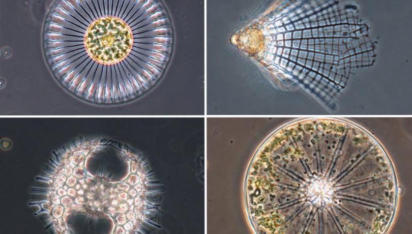 The size of marine plankton is key to its global dispersal and distribution