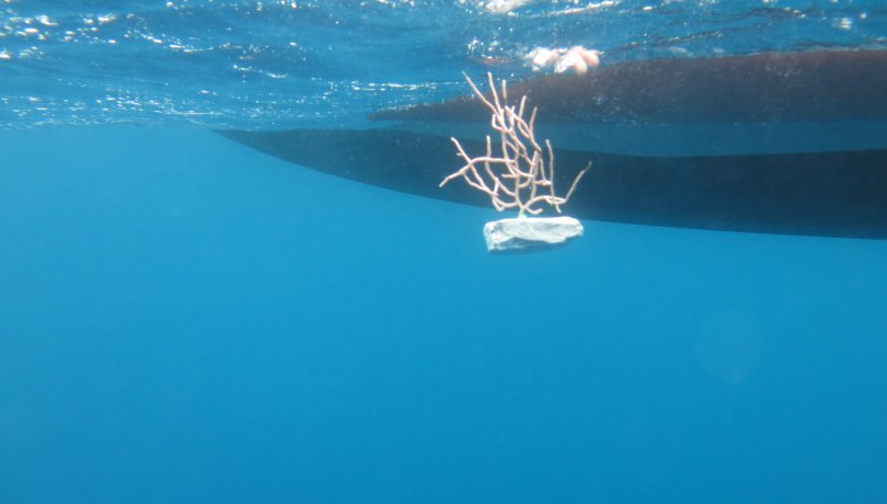 Fishermen and scientists recover 450 gorgonians in Cap de Creus thanks to ResCap project