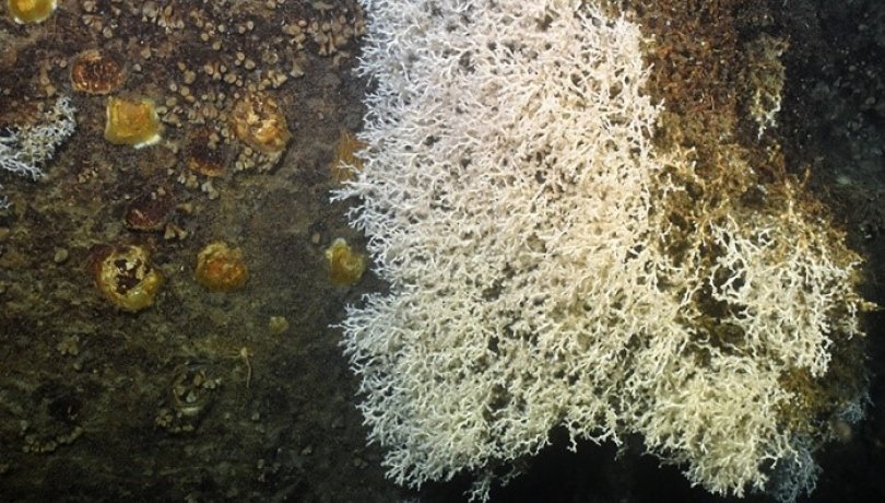 A wall of the Blanes canyon covered with /Lophelia pertusa/ coral and /Neopycnodonte zibrowii/ oysters / ABRIC project (ICM-CSIC) Arrecifes de ostras Neopycnodonte zibrowii y coral Lophelia pertusa (ICM/CSIC)