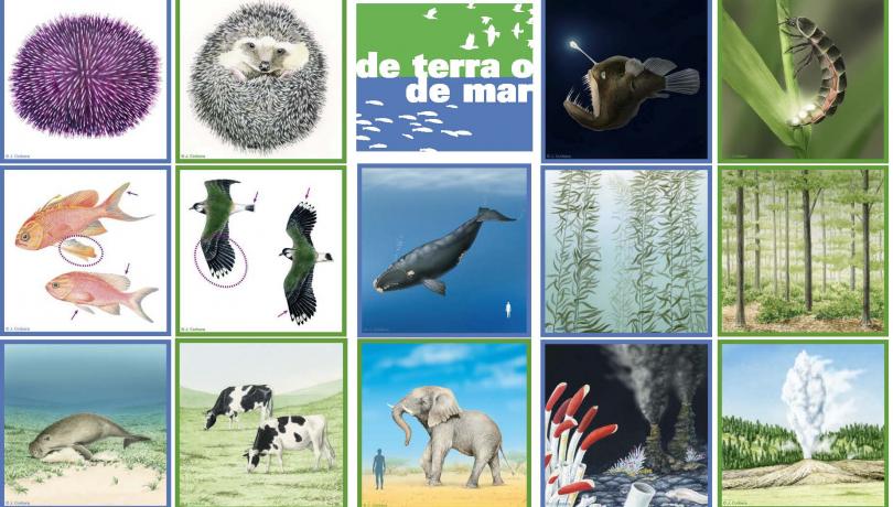 'De terra o de Mar', el joc d'analogies del Mar a fons, ja està disponible