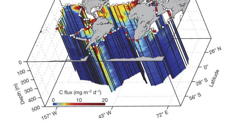 Perfiles del flujo vertical de carbono asociados a los organismos eucariotas a lo largo de la expedición Tara Oceans alrededor del globo. Fuente: Nature