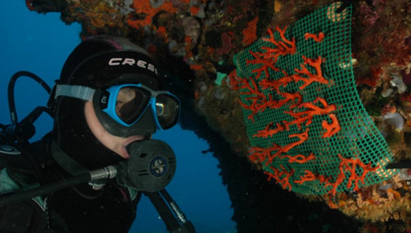 Trasplante de colonias de coral rojo procedente de un decomiso de pesca furtiva en las Islas Medas. Foto: J. Garrabou/ICM-CSIC.
