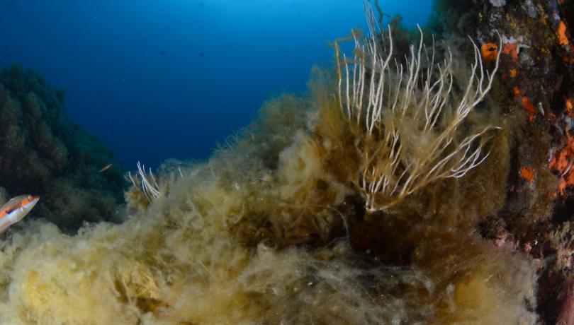 L'acceleració del canvi climàtic i la degradació ambiental a la regió mediterrània amenacen la societat i els sistemes naturals