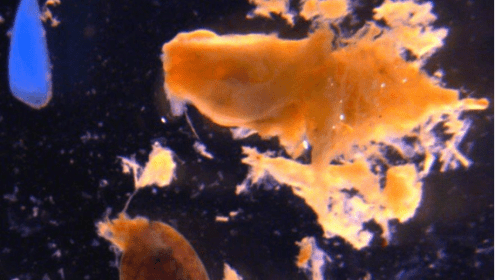 Contenido intestinal de una anchoa con microplastico (en azul) / Marta Albó-Puigserver