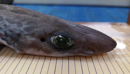 Muchas especies de elasmobranquios se encuentran en peligro de extinción o han desaparecido / ICM-CSIC