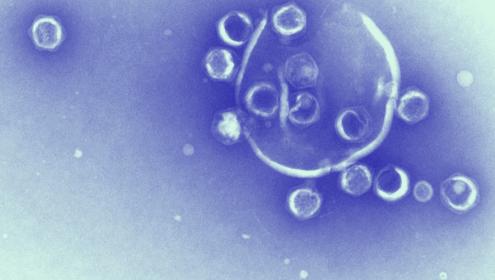 Els virus són les unitats biològiques més abundants del planeta / Yaiza M. Castillo