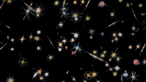 Los microorganismos de los ríos, la costa, el océano abierto y los sedimentos marinos son quienes sustentan la vida en la Tierra / Christian & Noé Sardet (Fondation Tara Océan)