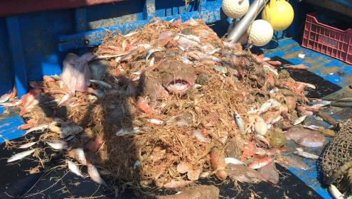 Son muchas las especies descartadas por la pesca de arrastre llevada a cabo sobre los hábitats de crinoideos. / ICM-CSIC