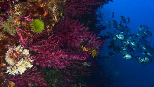 En el coralígeno pueden llegar a vivir más 1.600 especies / Joaquim Garrabou (ICM-CSIC)