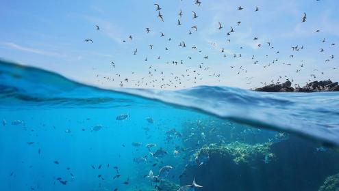 La biomasa de especies depredadoras como los tiburones podría aumentar hasta un 45% / Shutterstock