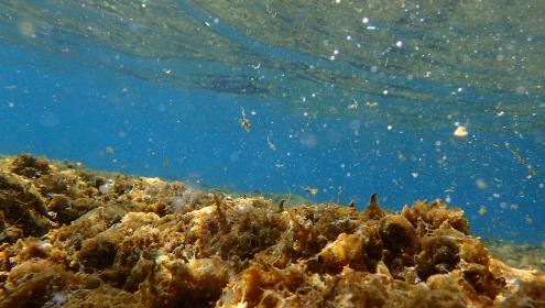 Imagen de la proliferación de Ostreopsis cubriendo el fondo marino / Cecile Jauzein