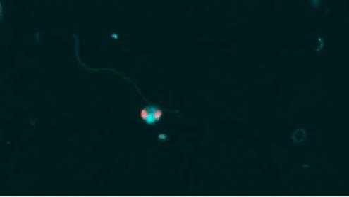 Los depredadores de bacterias del océano reciclan nutrientes que serán aprovechados por los niveles superiores de las redes tróficas marinas / ICM-CSIC
