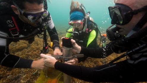 Las muestras de sedimento del fondo marino aportan información muy valiosa sobre la historia de los arrecifes / Sean Mattson (STRI).