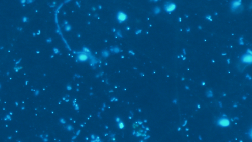 Los microorganismos marinos desempeñan un papel clave en la regulación y el mantenimiento de los ciclos biogeoquímicos que sostienen la vida en la Tierra / Clara Ruiz (ICM-CSIC).