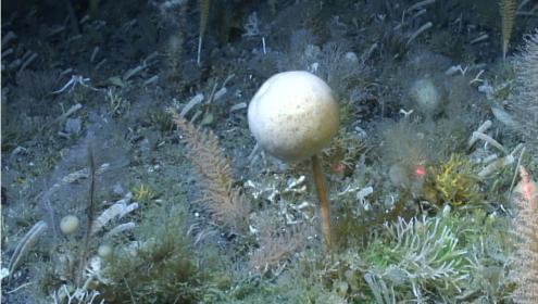 Sponges are one of the most common benthic organisms on the Antarctic seabed / ICM-CSIC.