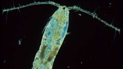 Los organismos mixótrofos del plancton pueden nutrirse como una planta a través de la fotosíntesis y, a la vez, como un animal/ICM-CSIC.