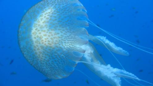 Algunes espècies de meduses s'alimenten d'ous i larves de peixos / ICM-CSIC.