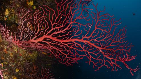 Una població sana de Paramuricea clavata de l'Àrea Marina Protegida de Scandola (Itàlia). Abans de l'onada de calor marina del 2003, totes les poblacions d'aquesta mena d'octocoral solien estar sanes a la zona / Medrecover.