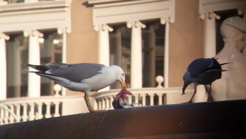Fotografía de dos gaviotas patiamarillas alimentándose de una paloma en una fuente de Barcelona. En una de ellas se puede apreciar una de las anillas de color verde que son utilizadas por el equipo investigador de este estudio para poder identificarlas.