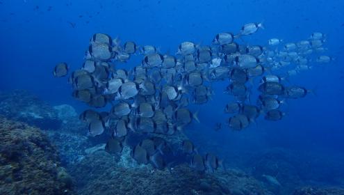 Hay muy poca información disponible sobre las especies menos conocidas e icónicas, tales como algunos invertebrados/ICM-CSIC.