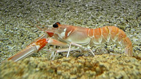 Improving aquaculture production implies increasing the efficiency of aquaculture processes and the welfare of exploited species / Wikimedia Commons.