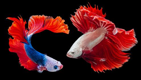 Segons l'estudi, els gens implicats en els canvis epigenètics dels peixos durant la domesticació són els mateixos que en el cas dels humans / Worachat Sodsri (Unsplash).