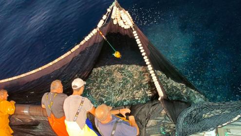 Sardines and anchovies have experienced a substantial decline in recent decades.