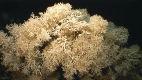 Cold-water coral reefs in the Mediterranean are mainly made up of the Madrepora oculata species / Cabliers reef - SHAKE Cruise SHAKE Cruise.