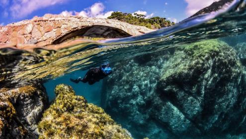 During the BioMARató 24 exotic species have been located in the Catalan coasts / Xavier Salvador (ICM-CSIC).