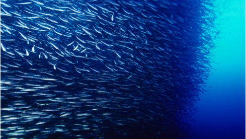 Rising water temperature could have major ecological consequences / OpenStax College via Wikimedia Commons