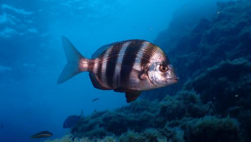 Aunque los peces han nadado en el mar desde hace cientos de millones de años, no siempre había sido así / Joaquim Garrabou (ICM-CSIC).