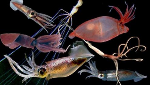 Some 150 specimens of 16 species of Atlantic ocean squid were sequenced for the study / © 2004 Richard E. Young.