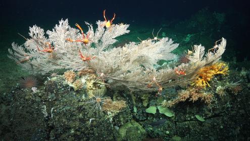 Durante la campaña se observaron múltiples especies de corales de aguas profundas, una información clave para la gestión del corredor marino del Pacífico Oriental Tropical/SHOI.