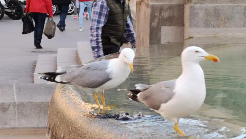 El equipo científico estudió los movimientos de las gaviotas capturadas mediante el uso de dispositivos GPS / ICM-CSIC.