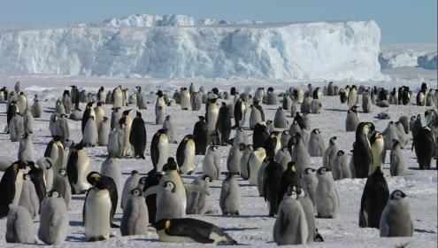 Los pingüinos permiten obtener información a gran escala sobre el estado de contaminación de los océanos / AWI.