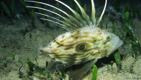 El fenómeno de la desborealización refleja la vulnerabilidad de la biodiversidad de las cuencas del Mediterráneo y el Báltico/peterwirtz2004@yahoo.com.