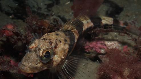 La especie Triglops murrayi es una de las que se están viendo reducidas debido al aumento de la temperatura / Cesc Gordó Vilaseca (Universidad de Nord).