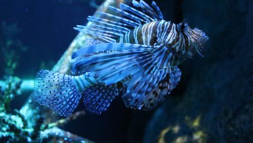 El pez león está alterando gravemente los ecosistemas locales y ha causado múltiples daños a la fauna autóctona del Mediterráneo / Pixabay.