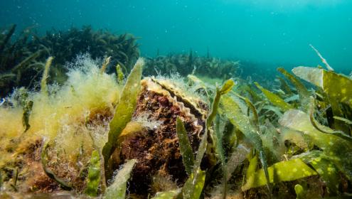 La sobrepesca y la explotación intensa provocaron una desaparición rápida de los arrecifes de ostras de las costas europeas / Sebastián Hernandis.