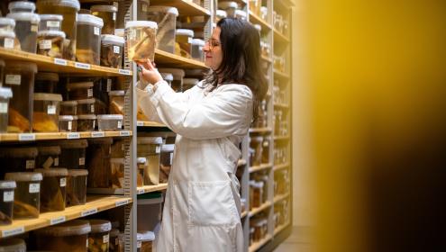 Estas colecciones juegan un papel fundamental en la comprensión de la biodiversidad, la distribución, la evolución y la ecología de la biodiversidad marina / ICM-CSIC.